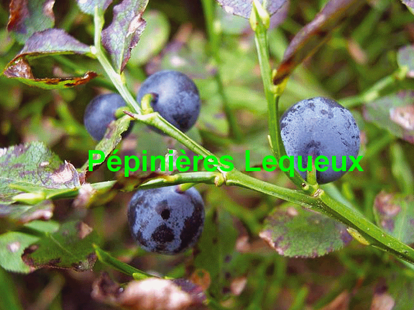 MYRTILLIER VACCINUM